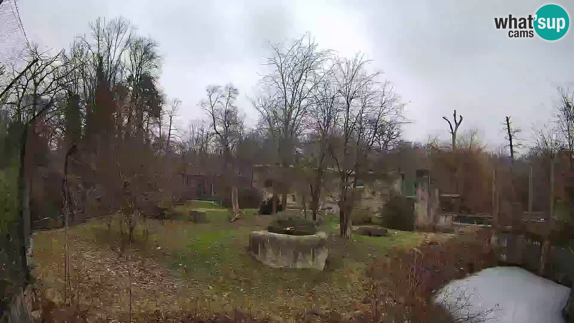 Spletna kamera Zoo Zagreb – Levi