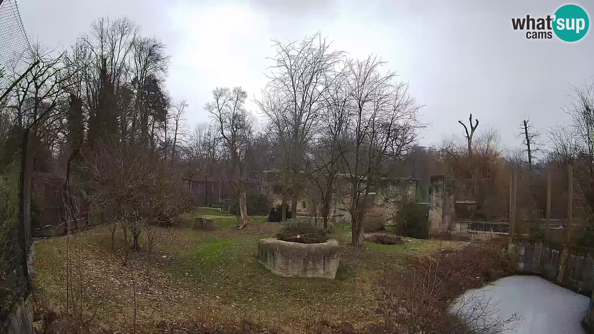 Spletna kamera Zoo Zagreb – Levi