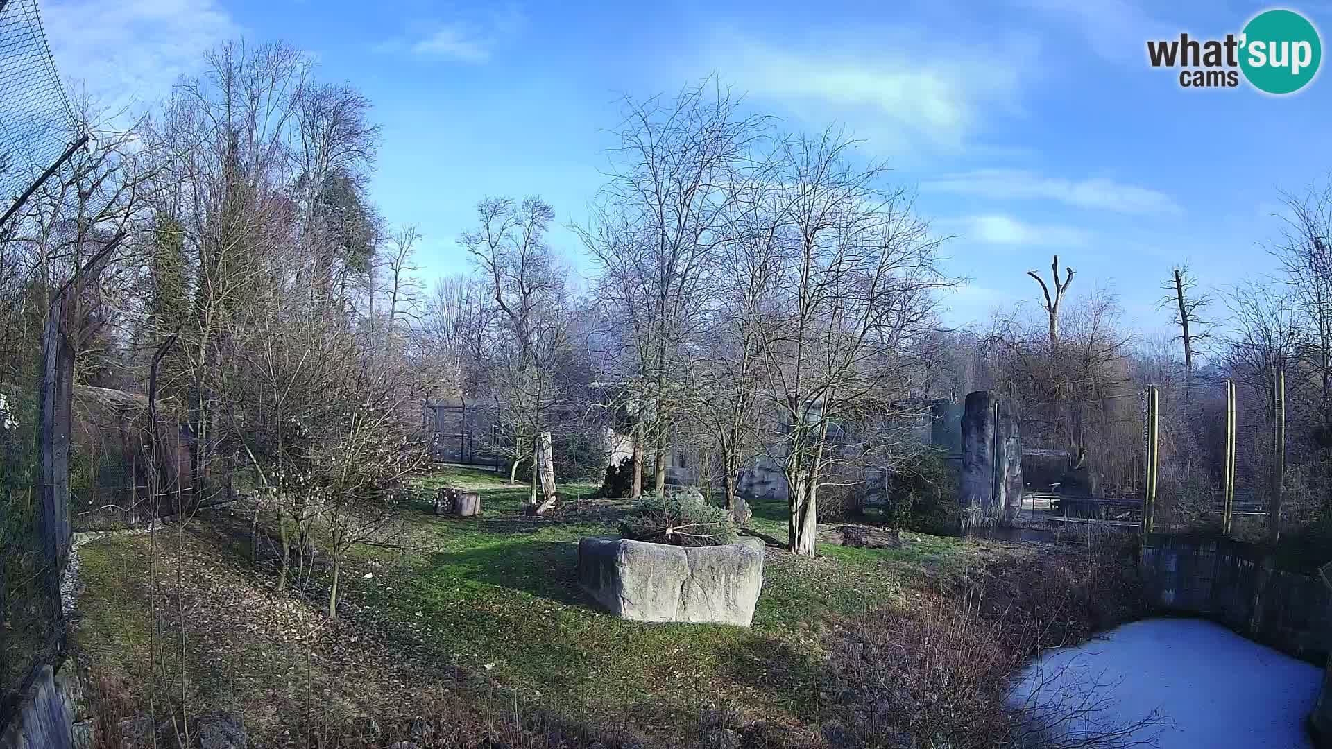 Zoo Zagreb – Lavovi