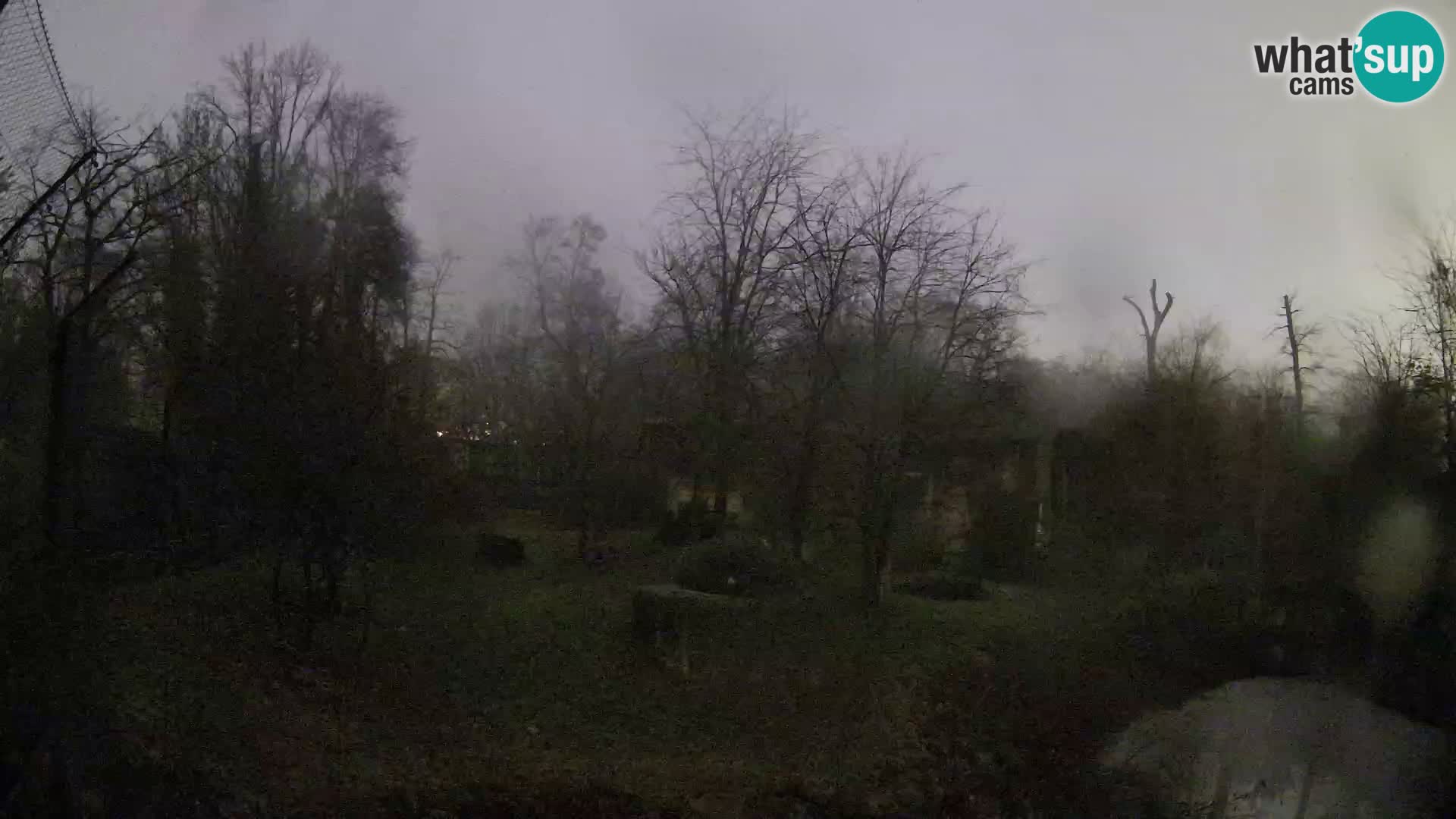 Spletna kamera Zoo Zagreb – Levi