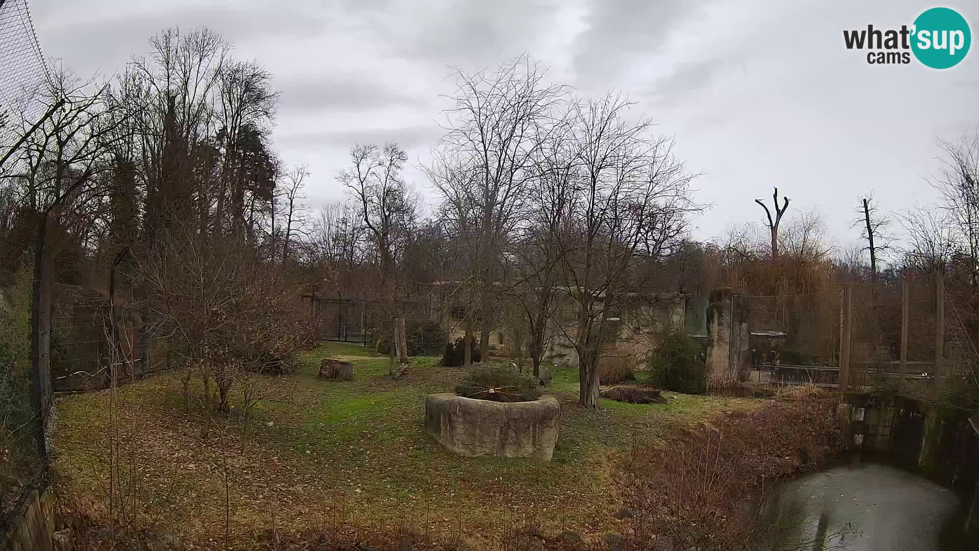 Zoo Zagreb – Lavovi