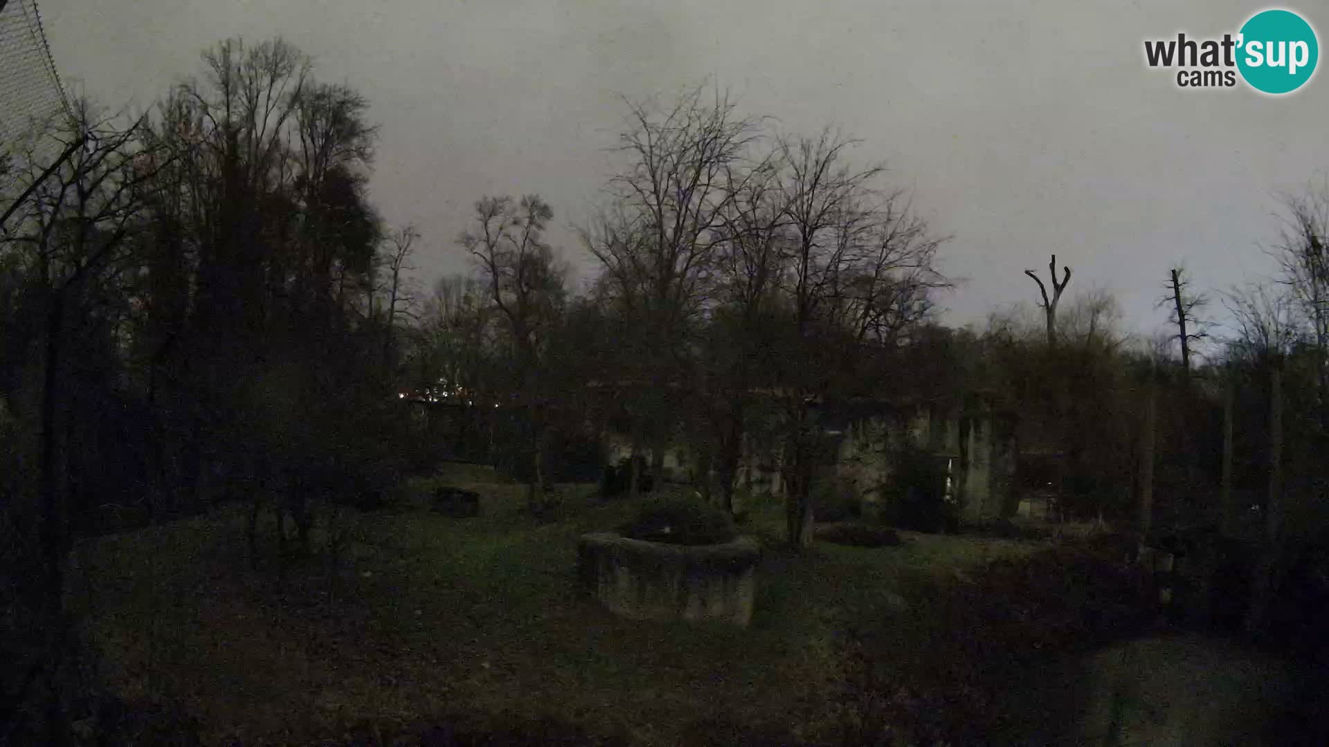 Zoo Zagreb – Lavovi