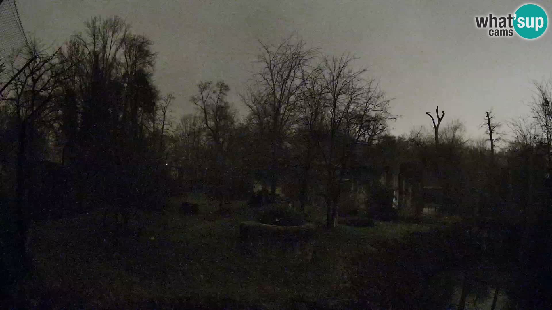 Zoo Zagreb – Lavovi