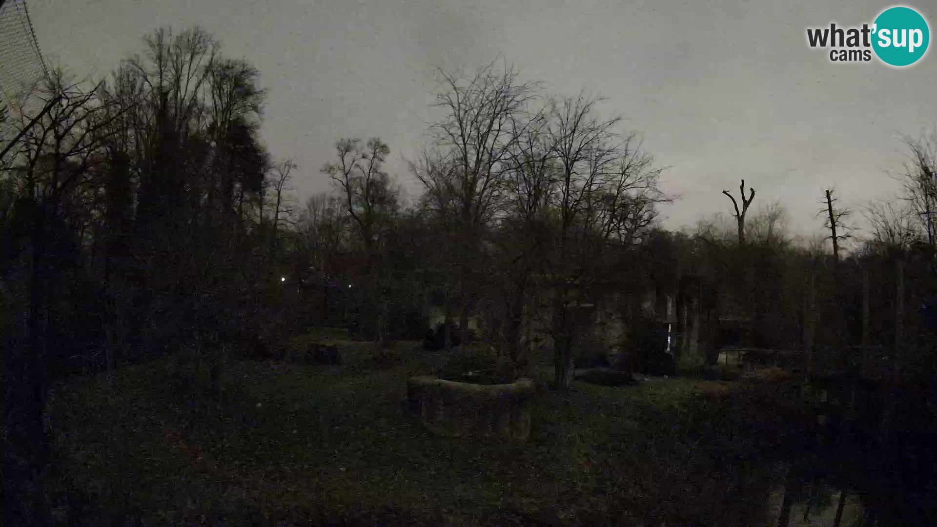 Zoo Zagreb – Lavovi