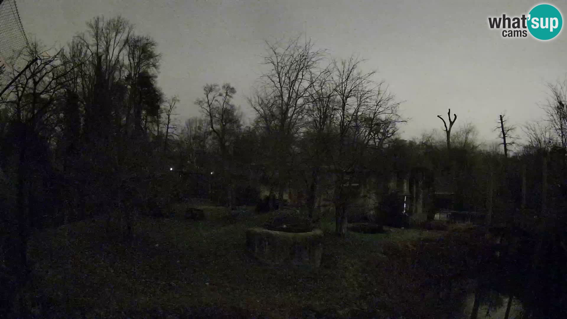 Zoo Zagreb – Lavovi