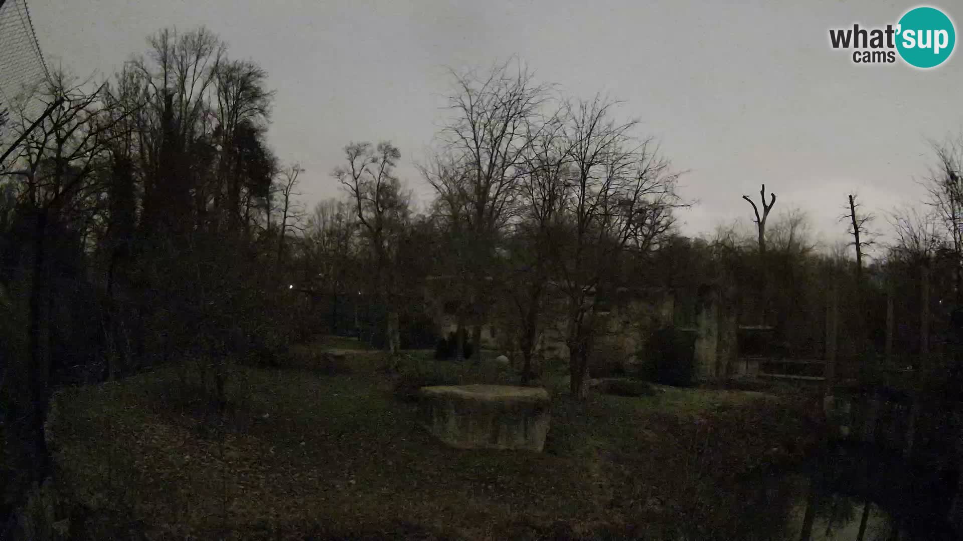 Zoo Zagreb – Lavovi