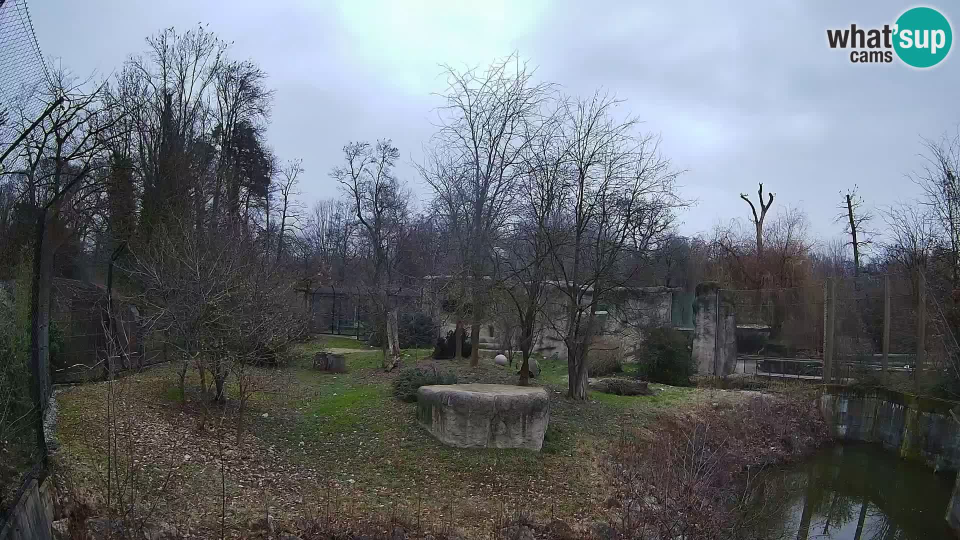 Spletna kamera Zoo Zagreb – Levi