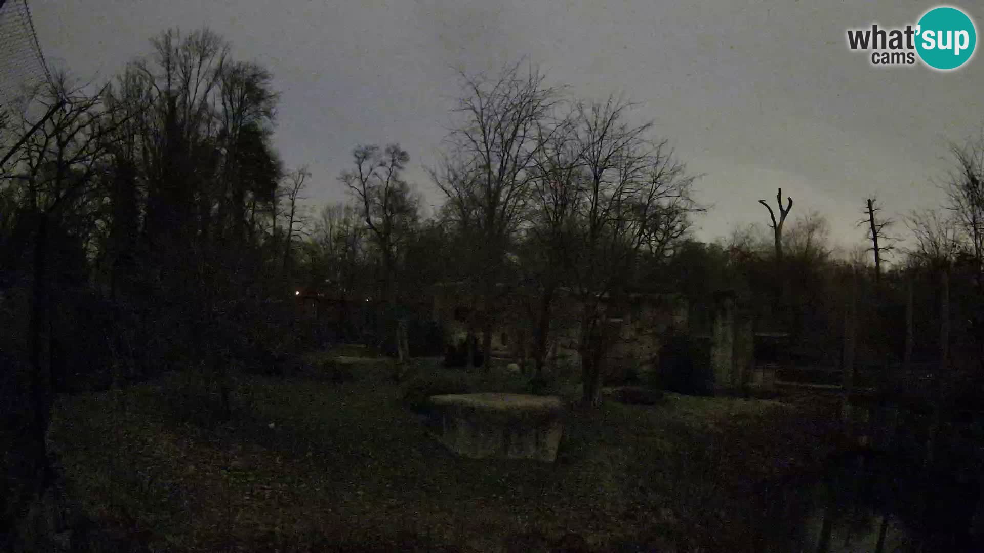 Spletna kamera Zoo Zagreb – Levi