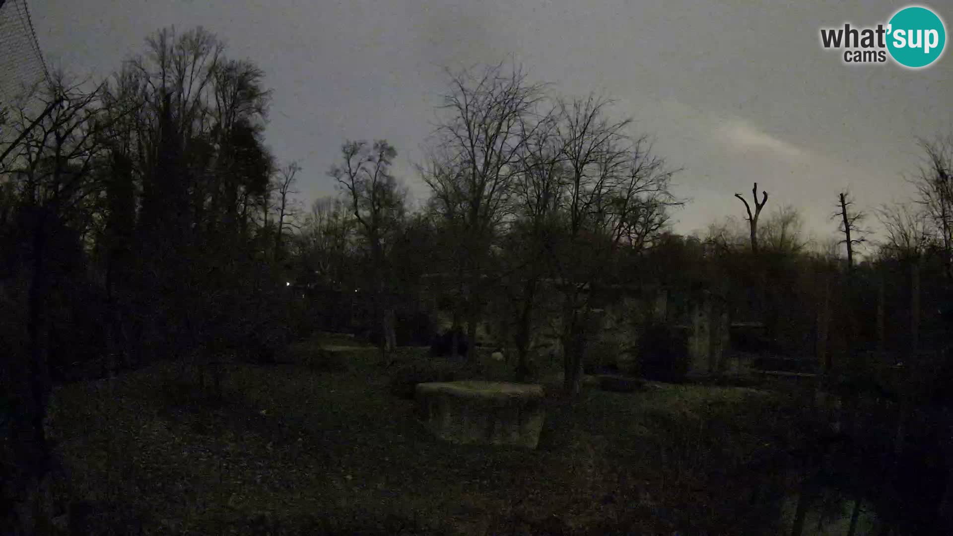 Spletna kamera Zoo Zagreb – Levi