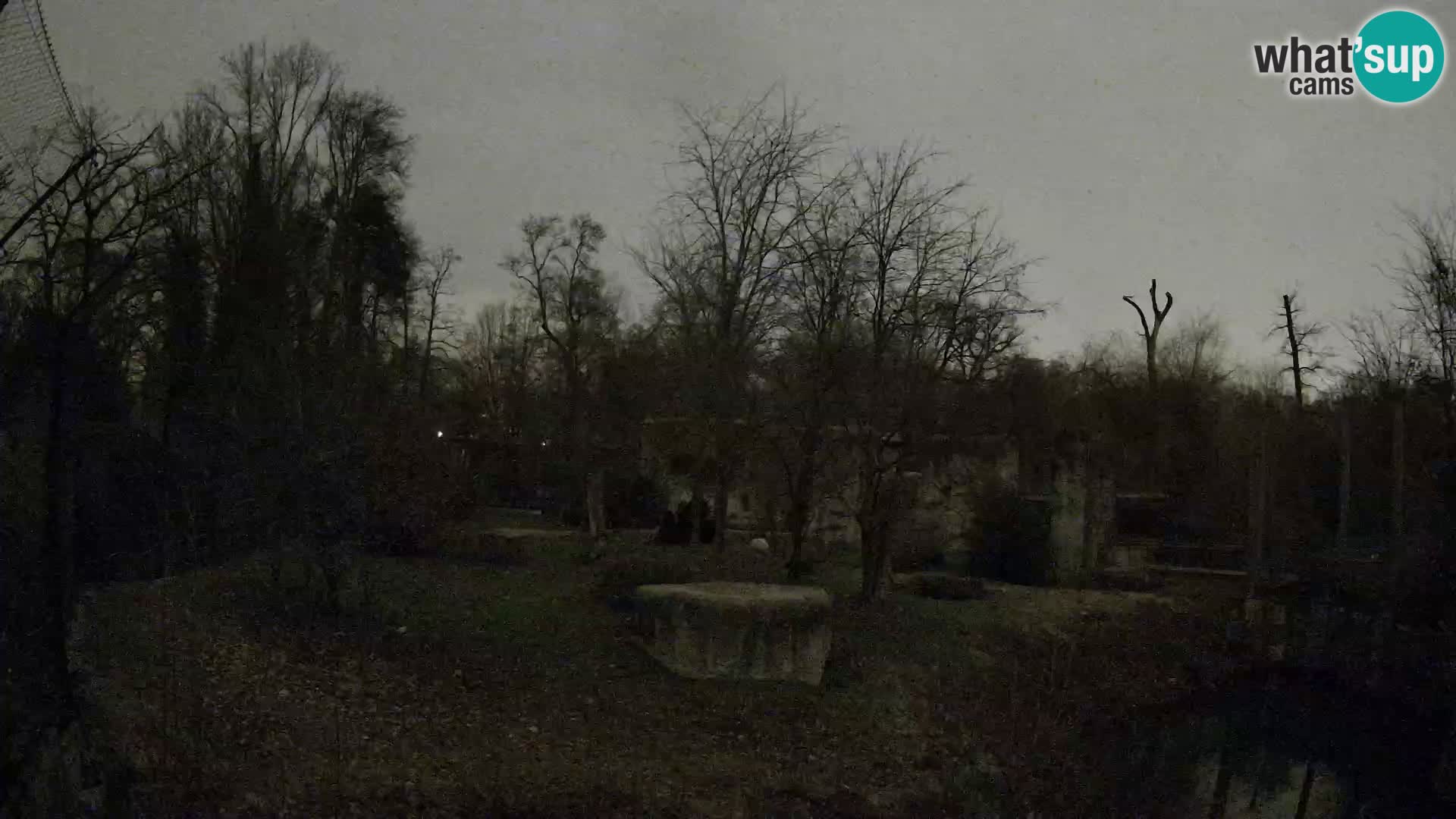 Zoo Zagreb – Lavovi