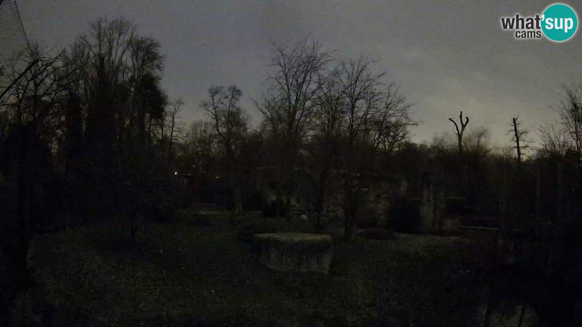 Zoo Zagreb – Lavovi