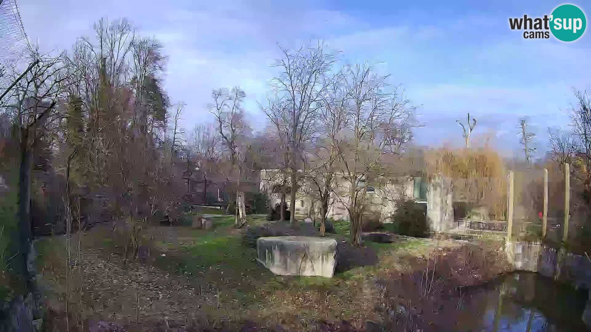 Zoo Zagreb – Leones