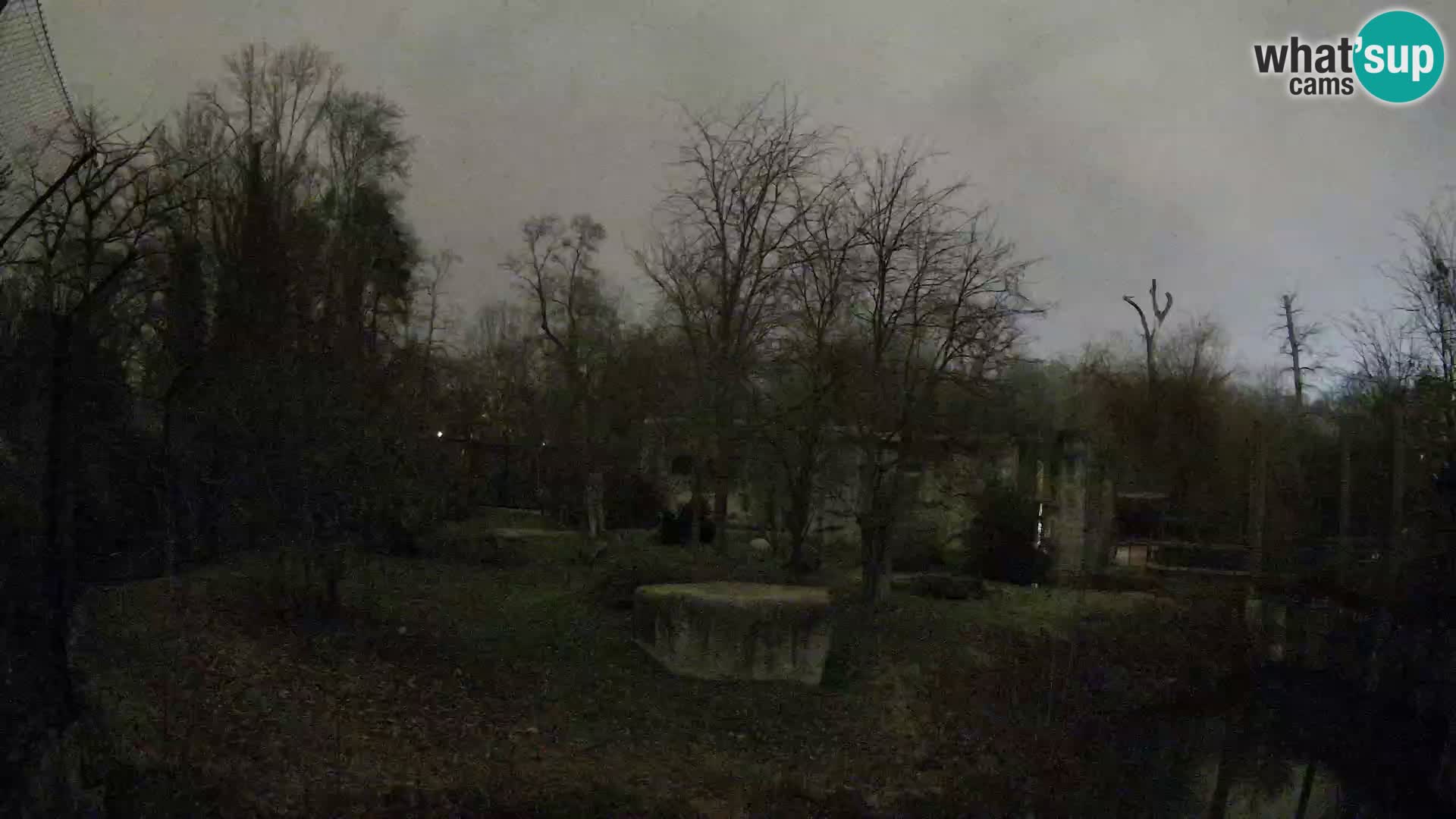 Zoo Zagreb – Lavovi