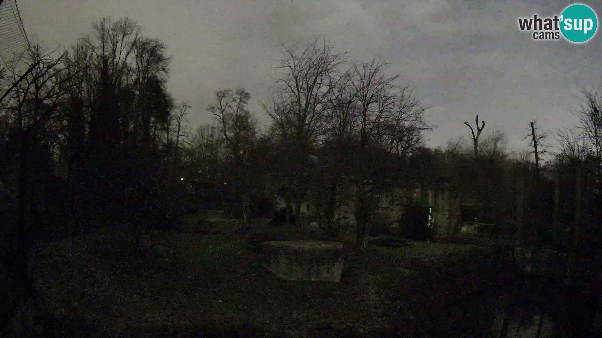 Spletna kamera Zoo Zagreb – Levi