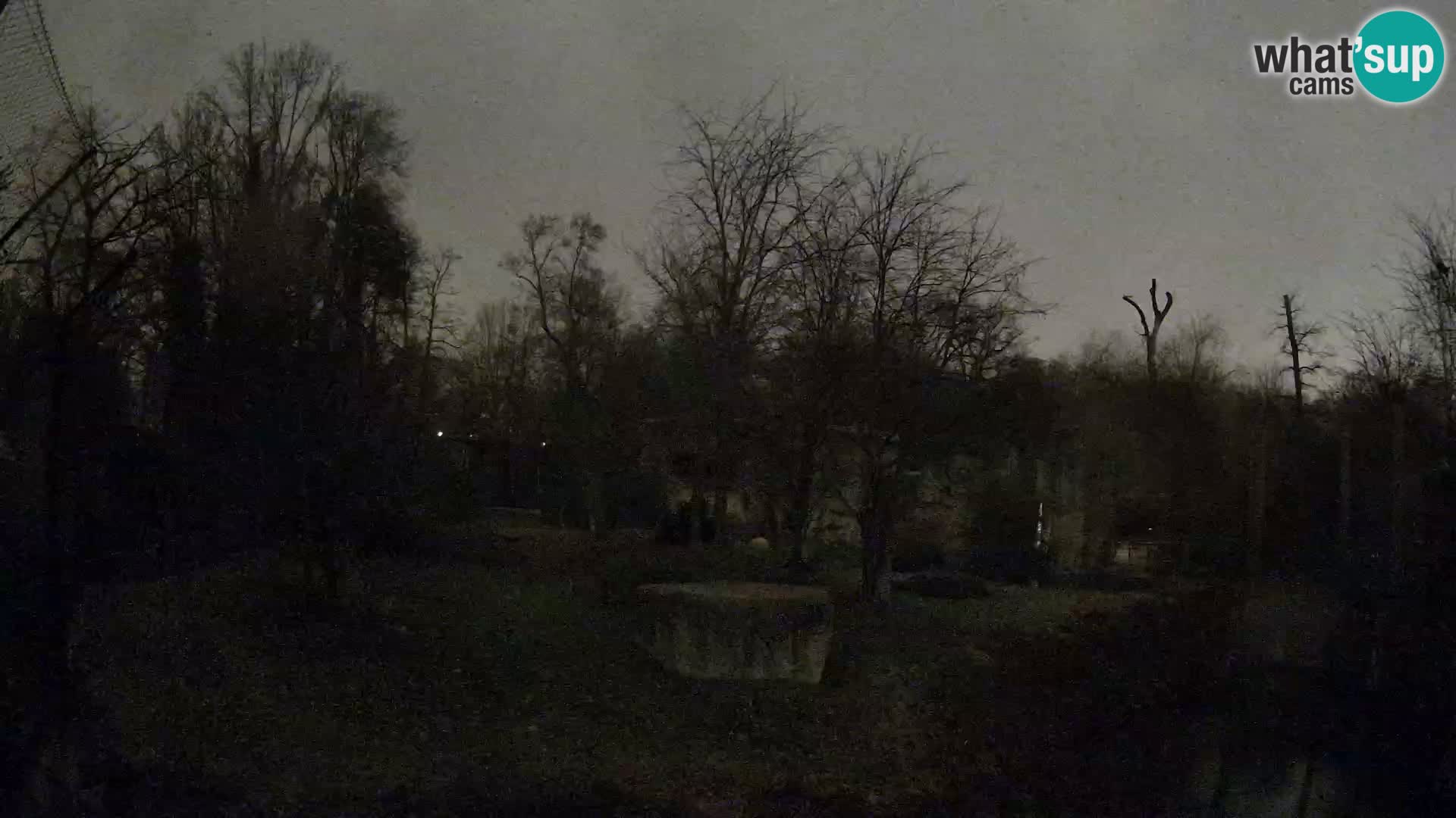 Spletna kamera Zoo Zagreb – Levi