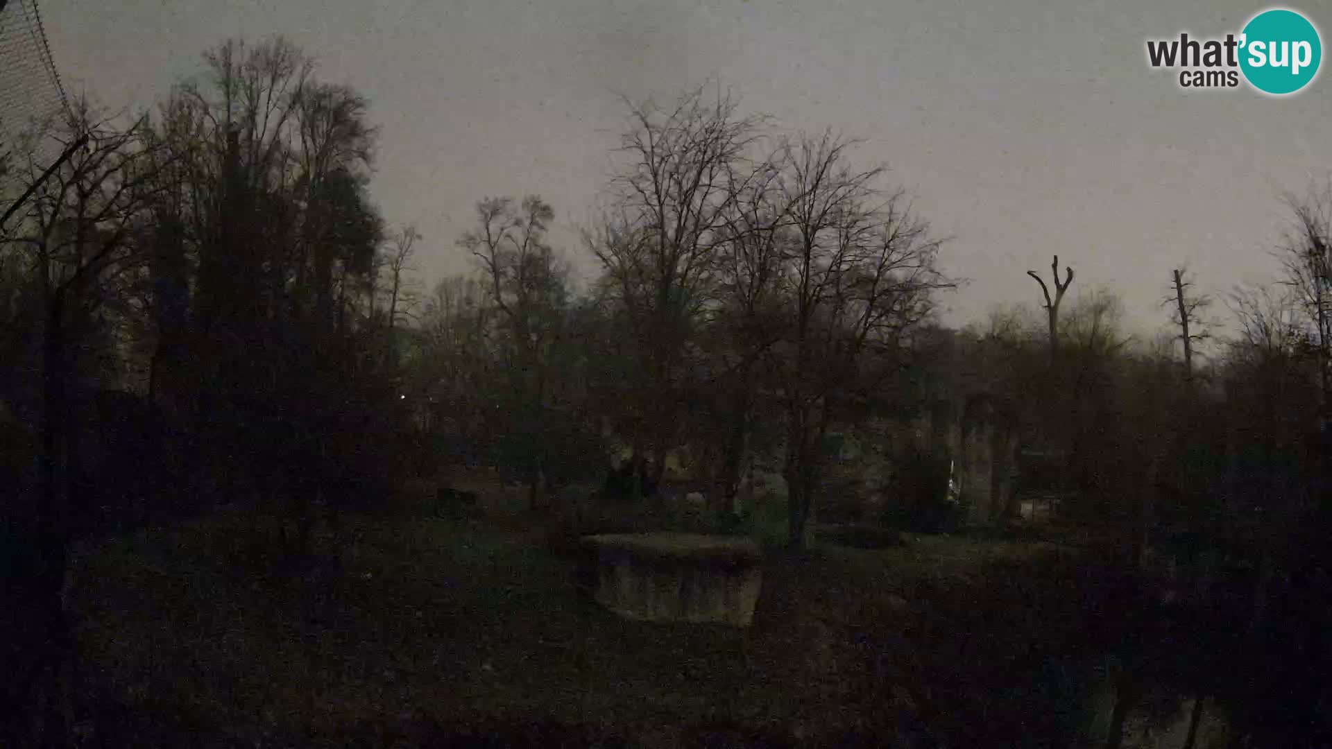 Spletna kamera Zoo Zagreb – Levi