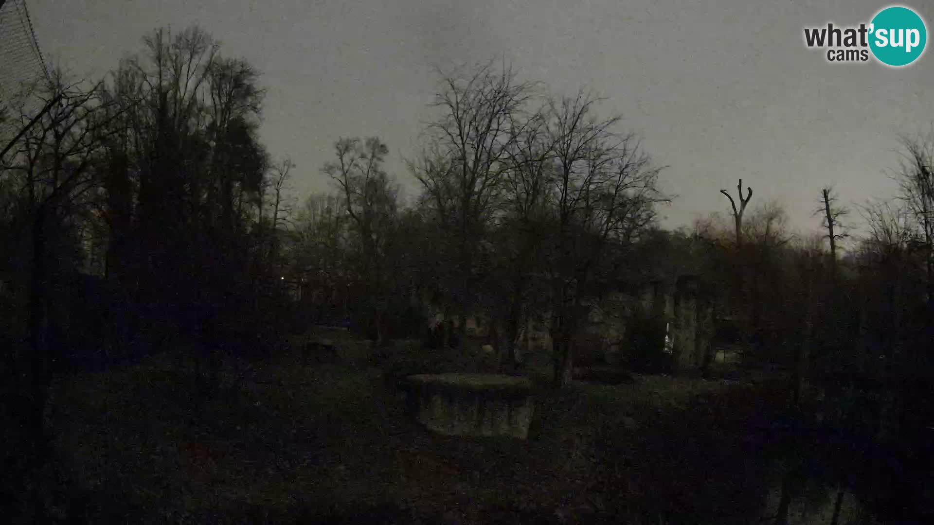 Spletna kamera Zoo Zagreb – Levi