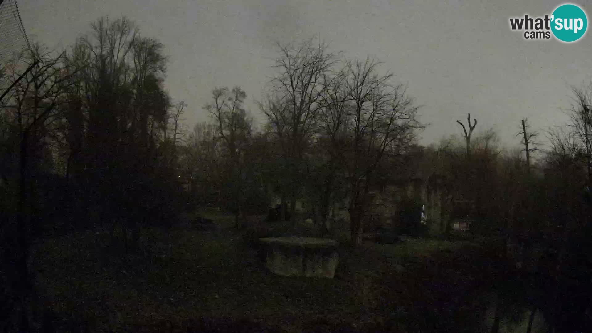 Zoo Zagreb – Lavovi