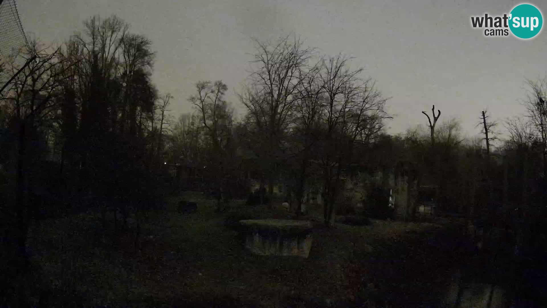 Zoo Zagreb – Lavovi