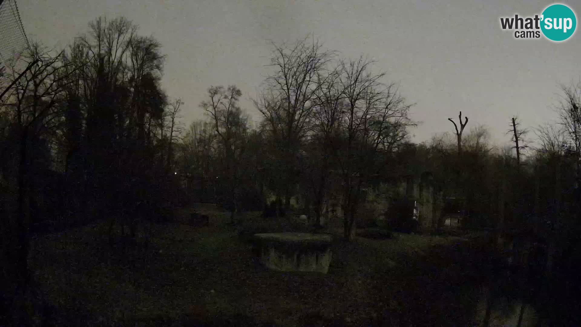 Zoo Zagreb – Lavovi