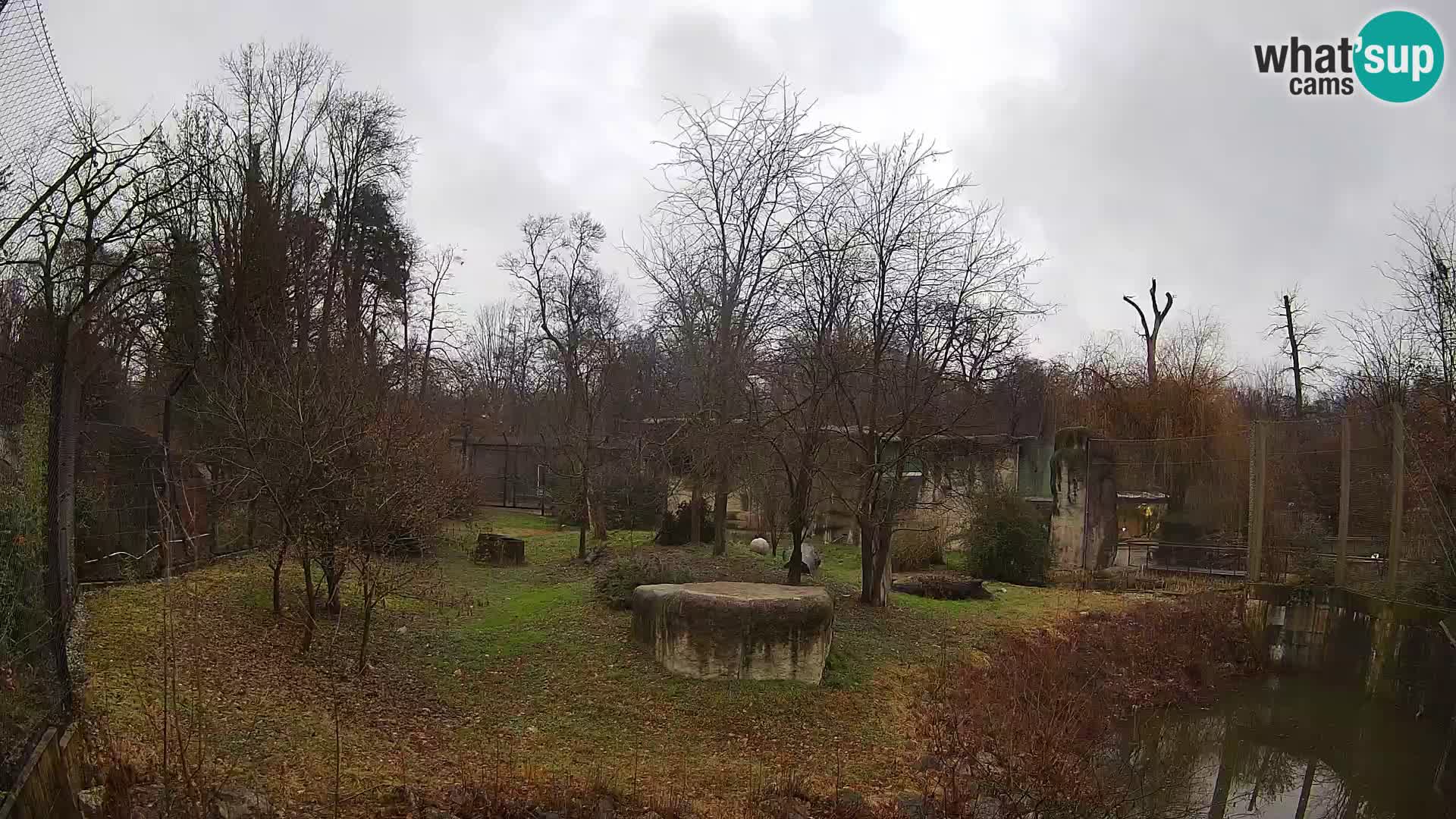 Spletna kamera Zoo Zagreb – Levi