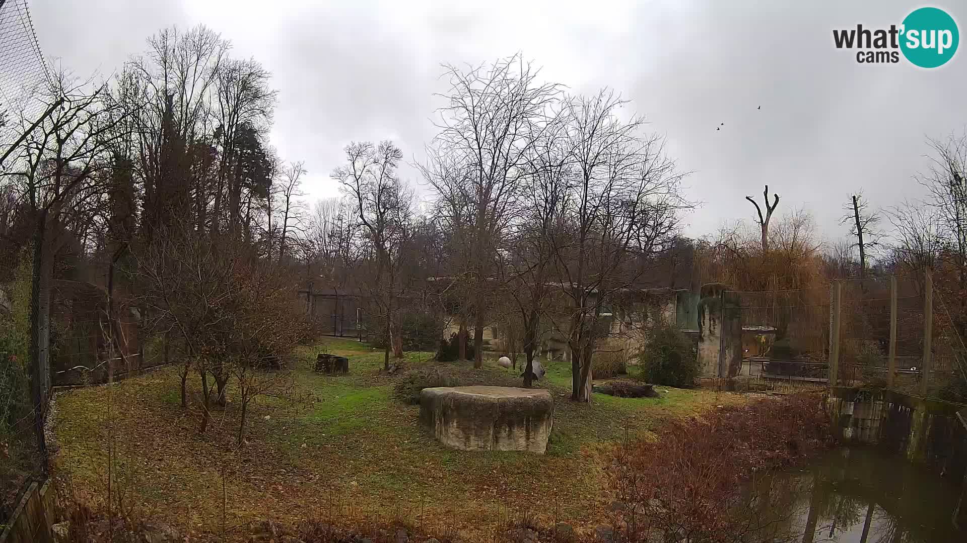 Zoo Zagreb – Leones