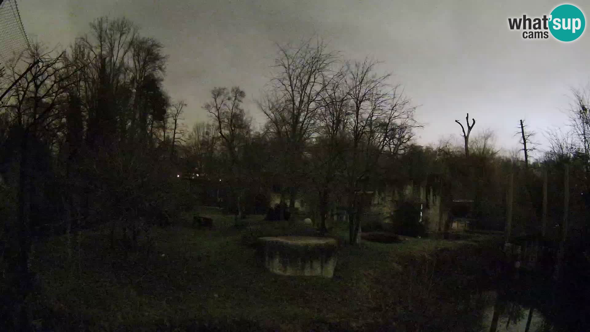 Zoo Zagreb – Lavovi