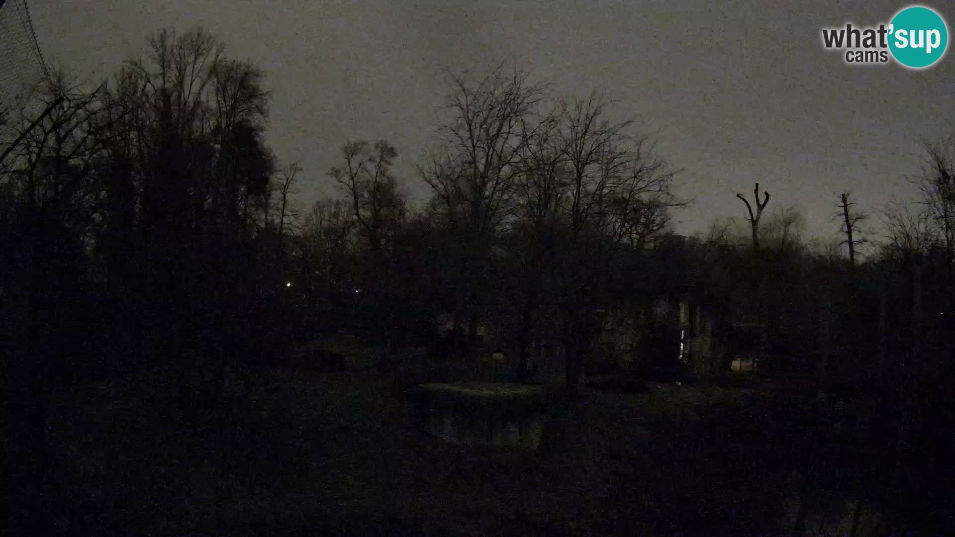 Zoo Zagreb – Lavovi