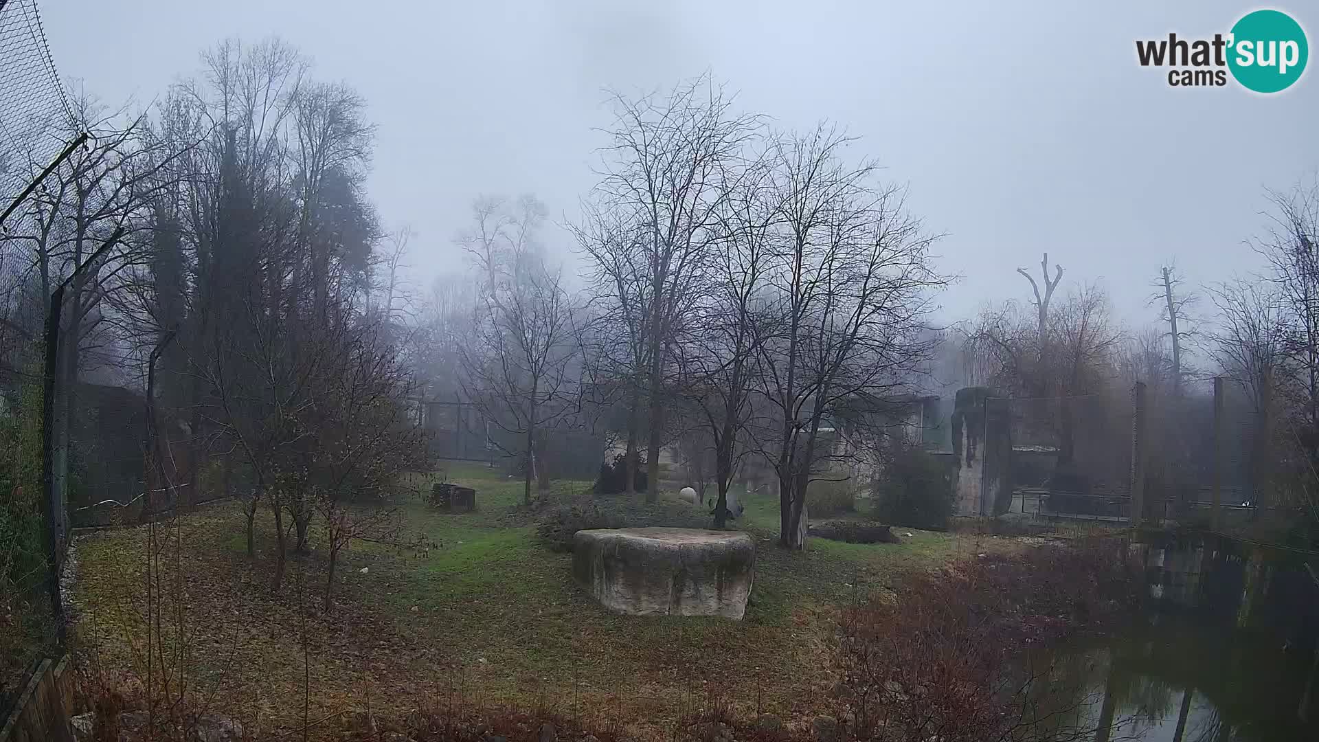 Zoo Zagreb – Lavovi