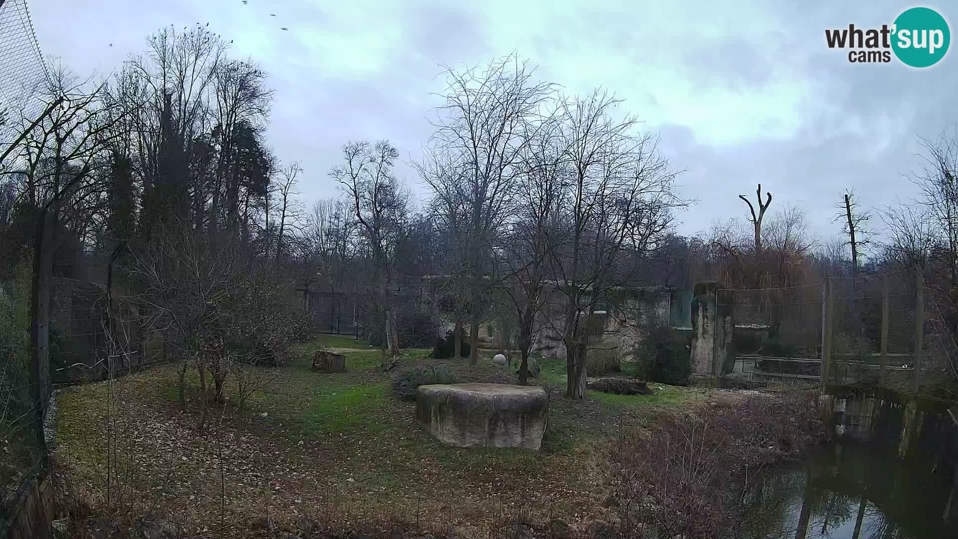 Zoo Zagreb – Lavovi