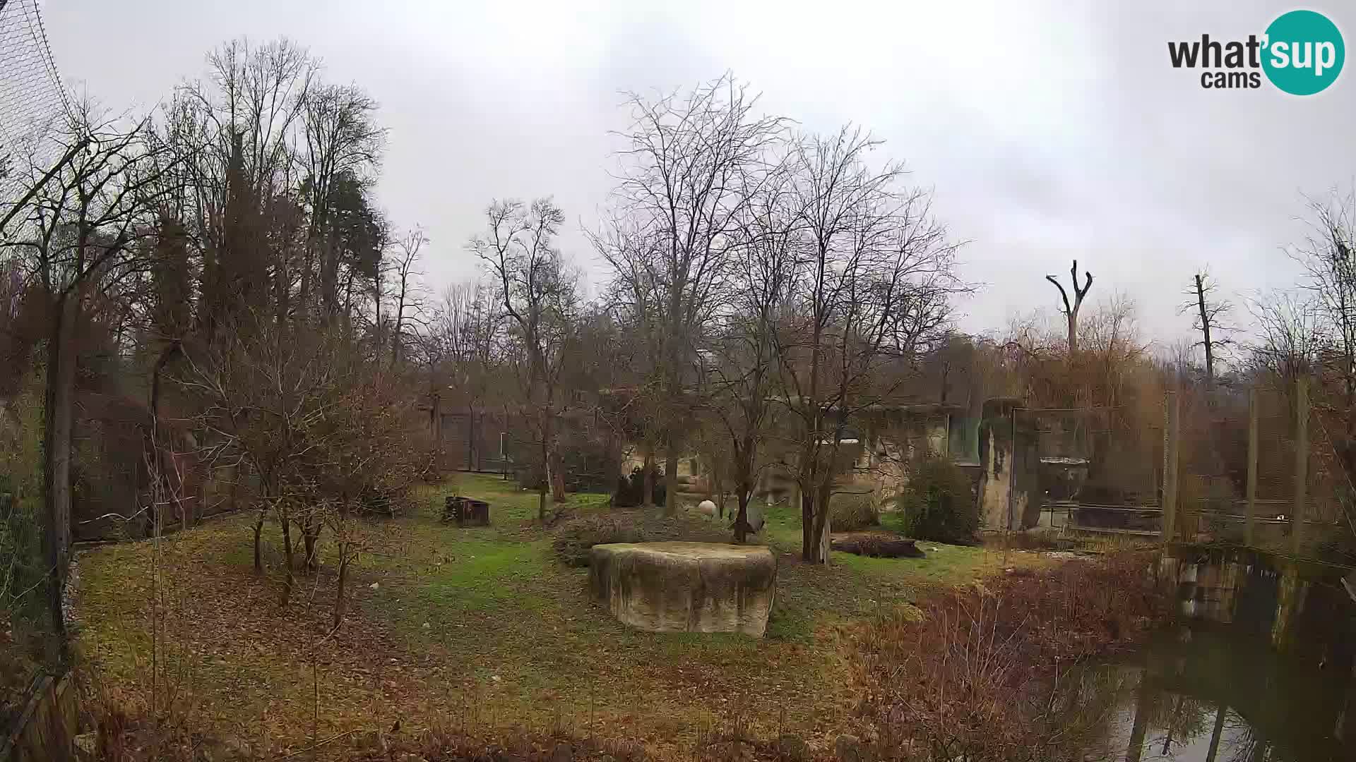 Zoo Zagreb – Leones