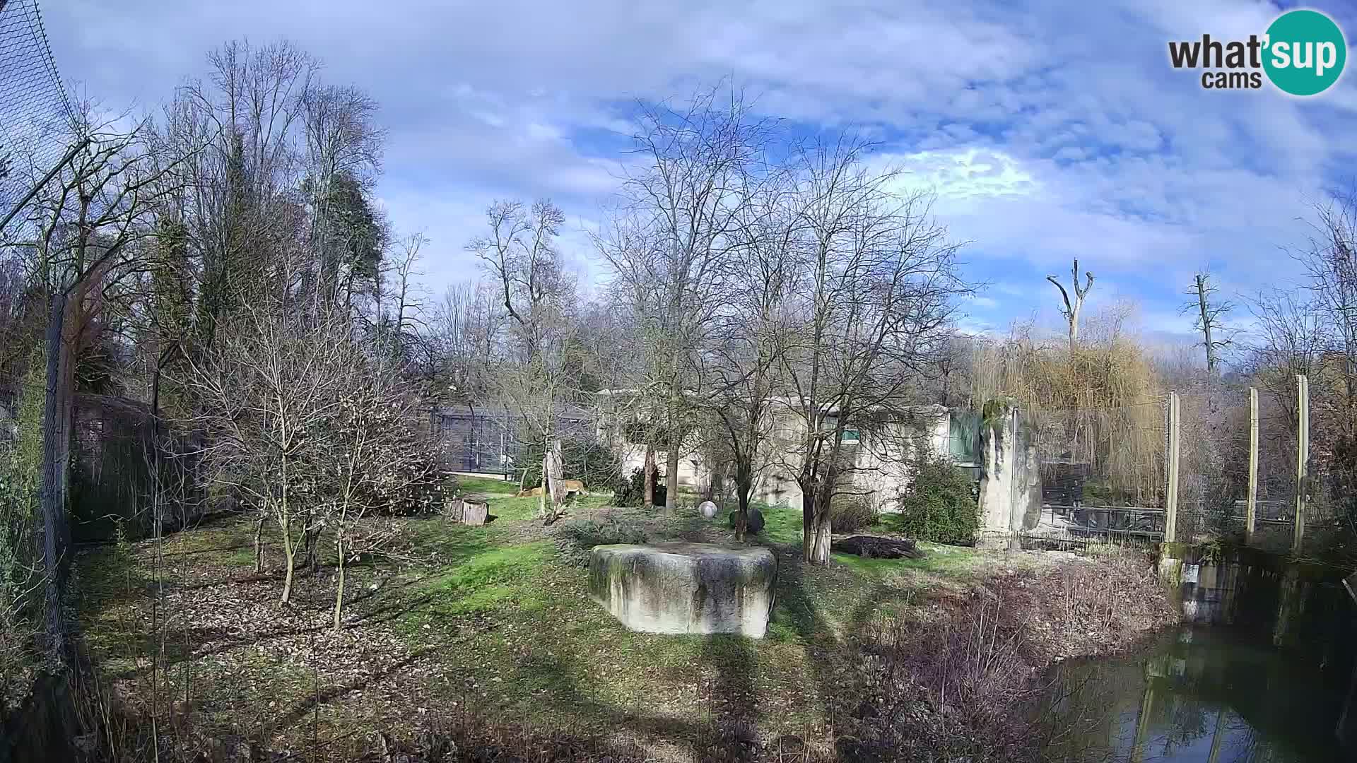 Zoo Zagreb – Leoni