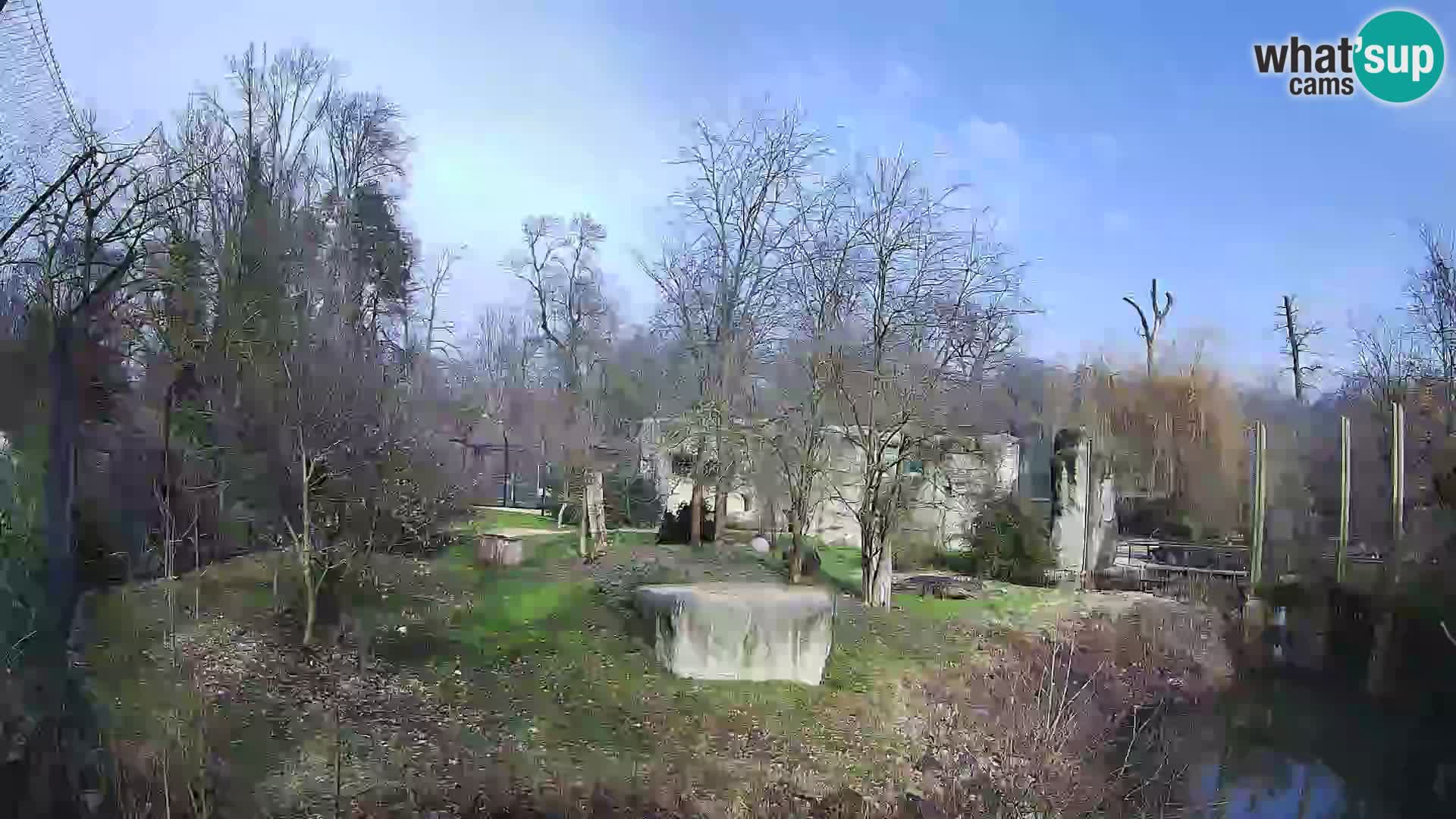 Zoo Zagreb – Leones