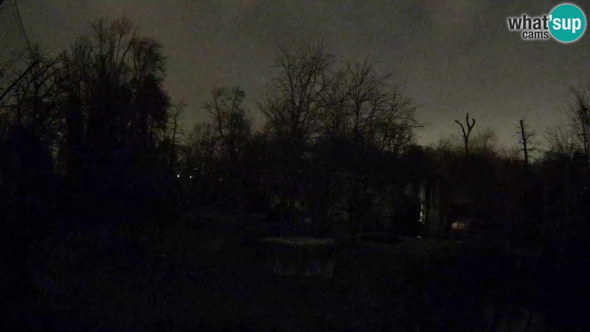 Zoo Zagreb – Lavovi