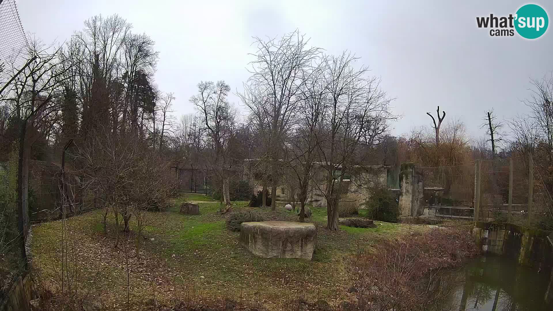 Zoo Zagreb – Lavovi