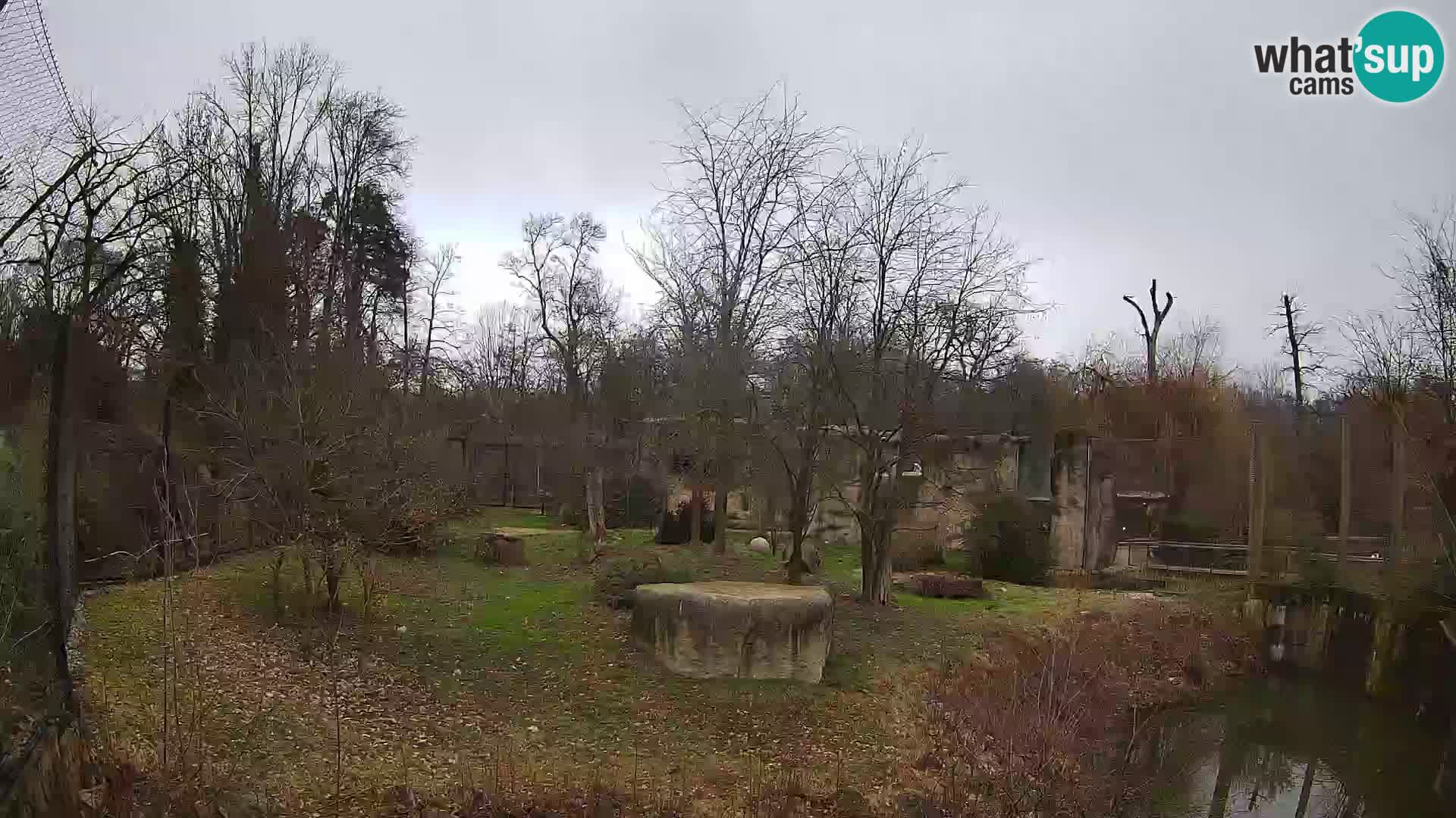 Zoo Zagreb – Lavovi