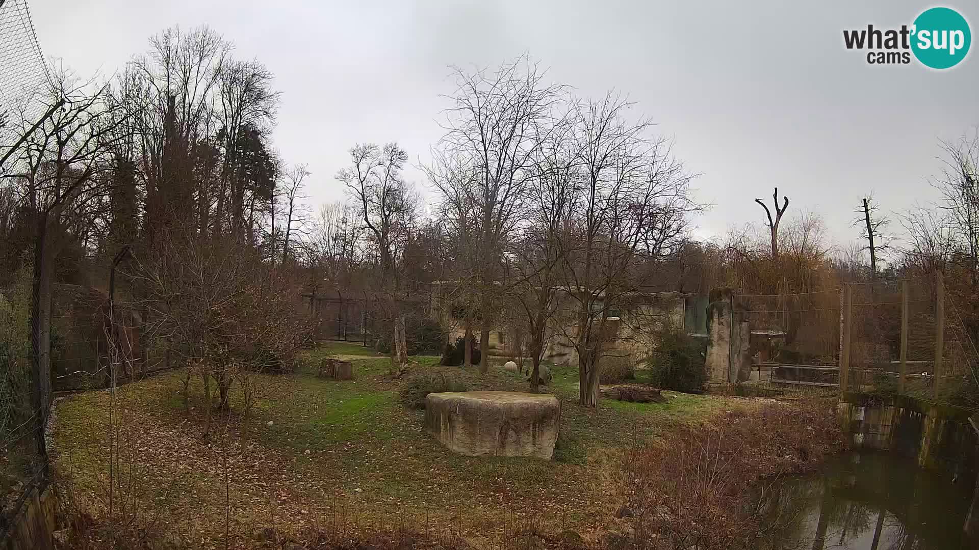 Zoo Zagreb – Lavovi