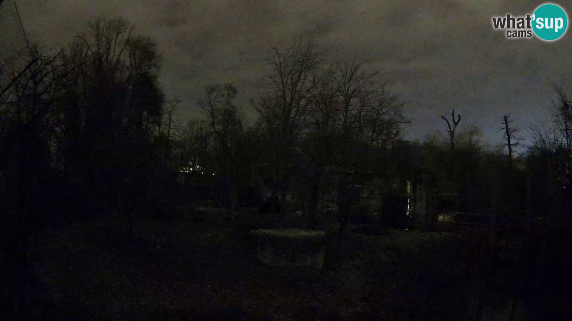 Spletna kamera Zoo Zagreb – Levi