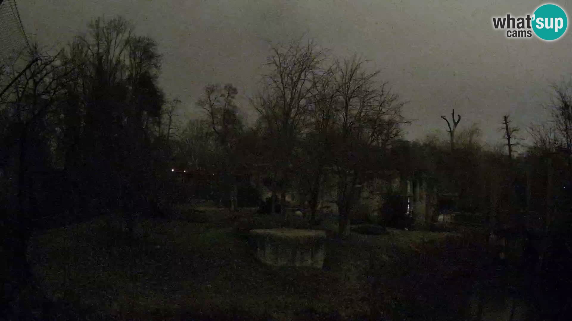 Zoo Zagreb – Lavovi