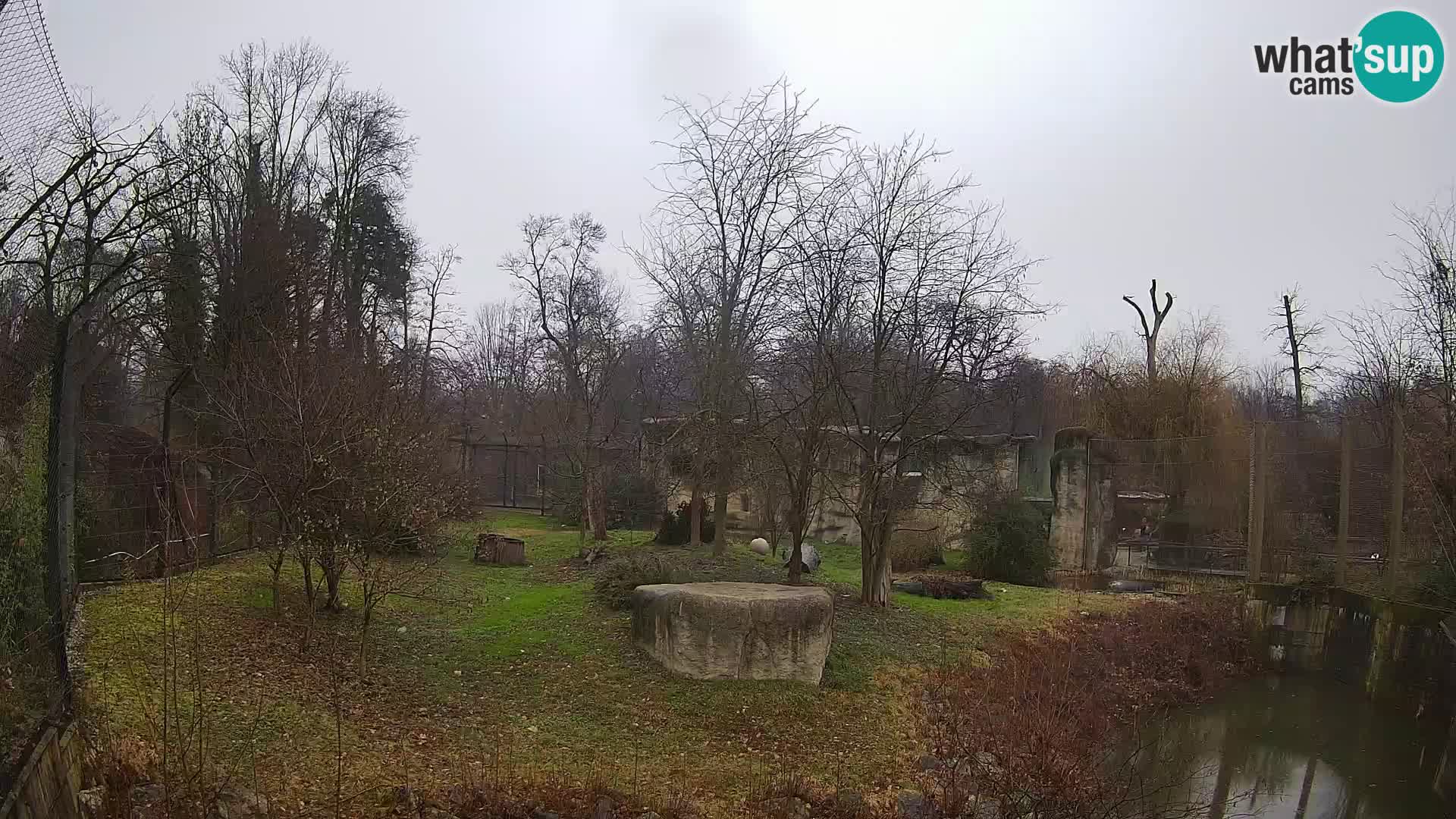 Spletna kamera Zoo Zagreb – Levi