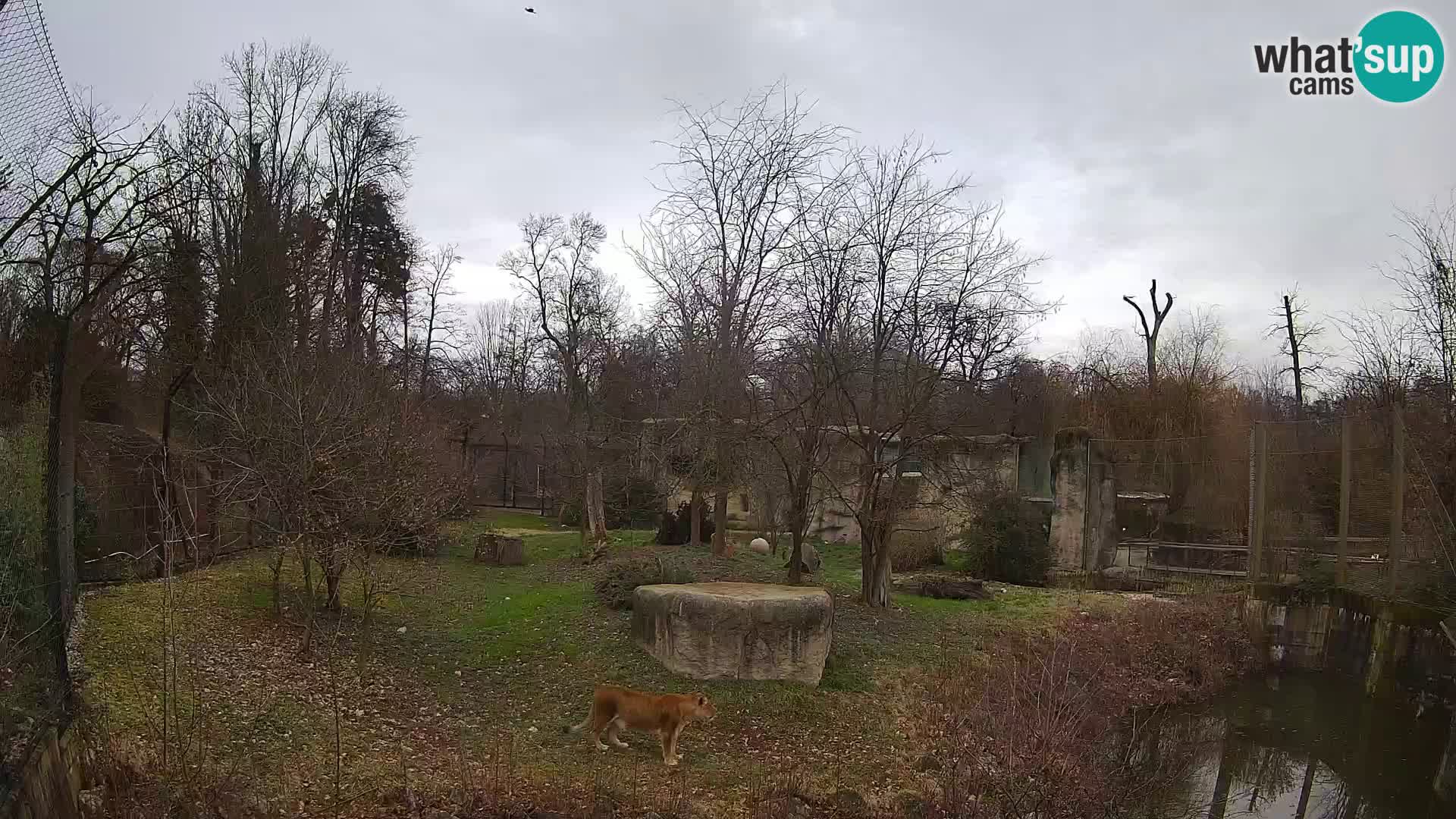 Zoo Zagreb – Leoni