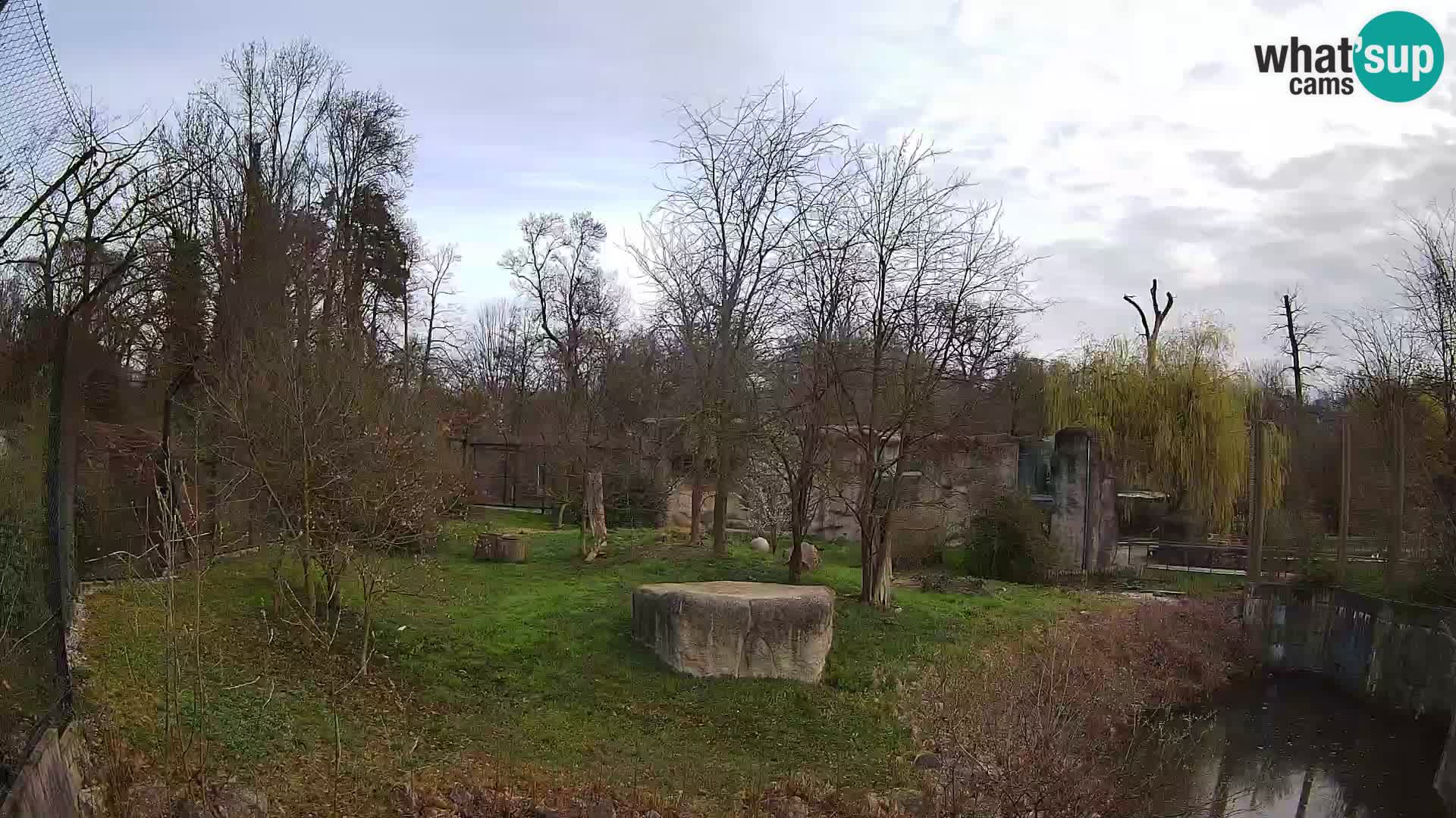 Zoo Zagreb – Leoni