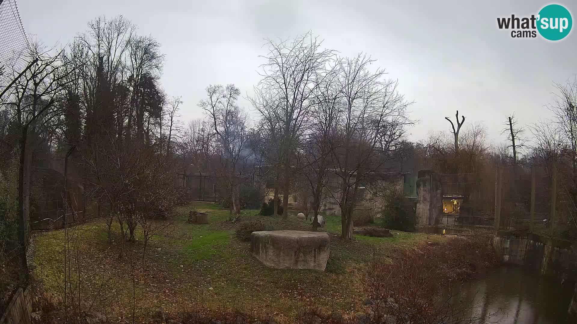 Zoo Zagreb – Lavovi