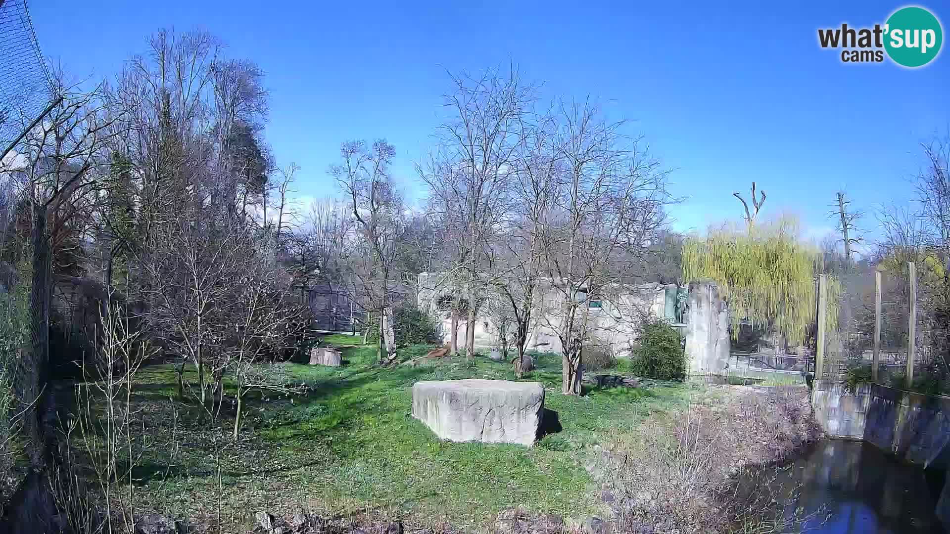 Zoo Zagreb – Löwen