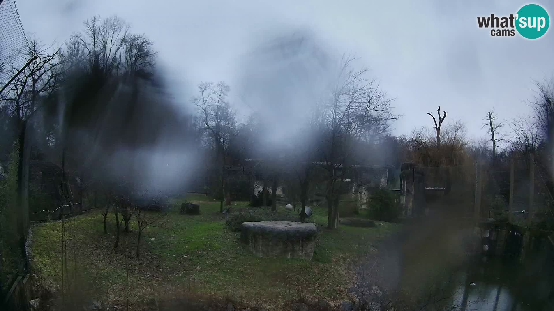 Spletna kamera Zoo Zagreb – Levi