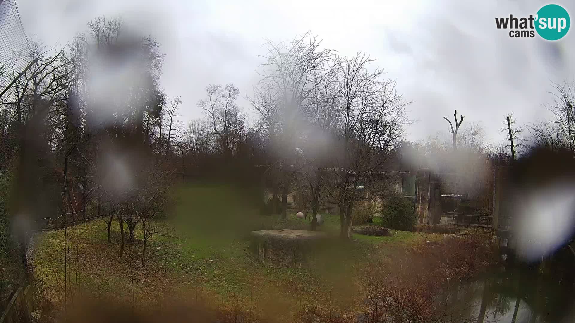 Spletna kamera Zoo Zagreb – Levi