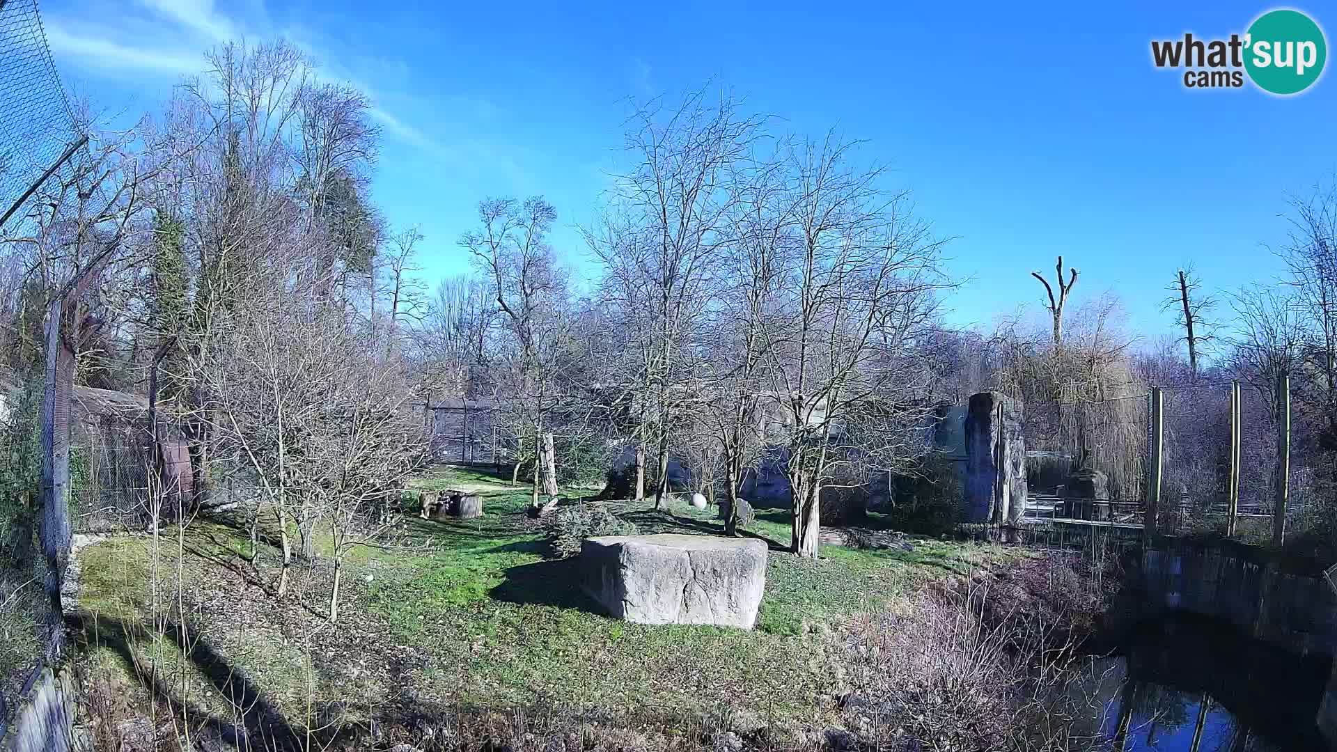 Zoo Zagreb – Lavovi