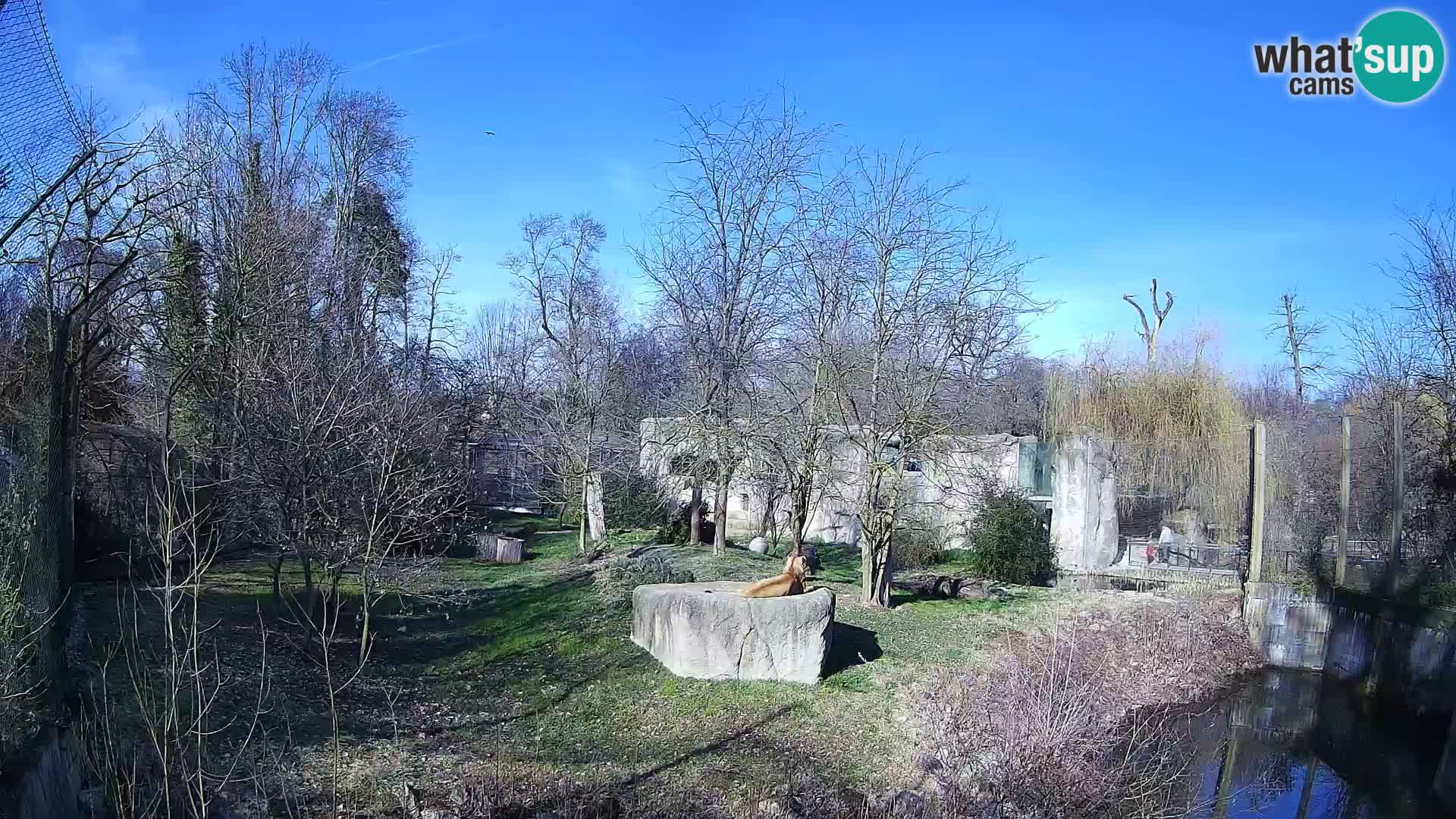 Zoo Zagreb – Leones