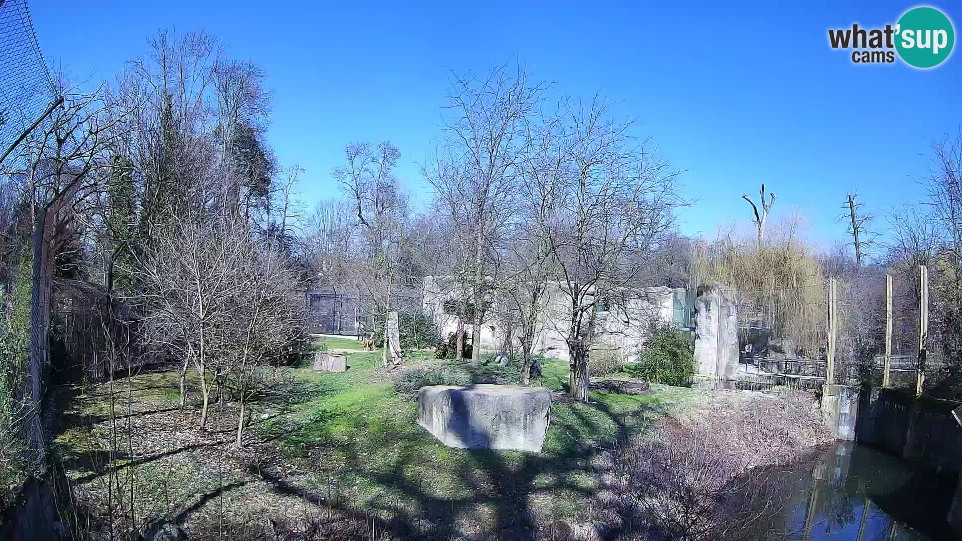 Zoo Zagreb – Lavovi