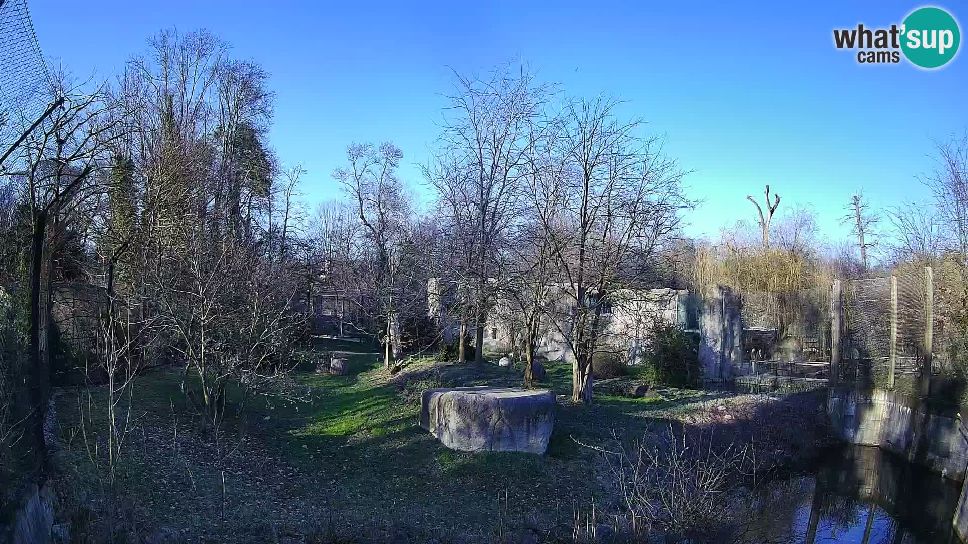 Spletna kamera Zoo Zagreb – Levi